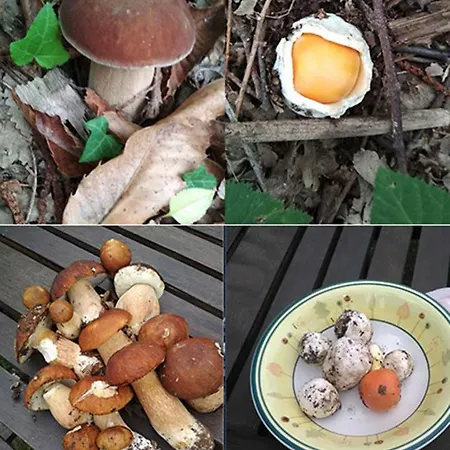 Danti Padronale בית נופש